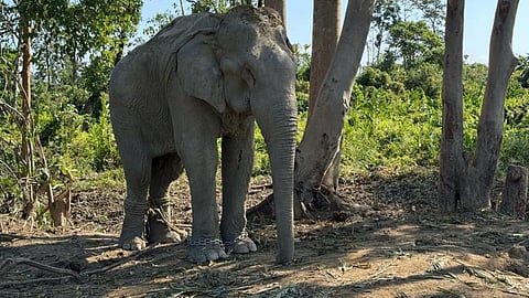 வன்தாரா திட்டத்தின் கீழ் 20 யானைகள் மீட்பு