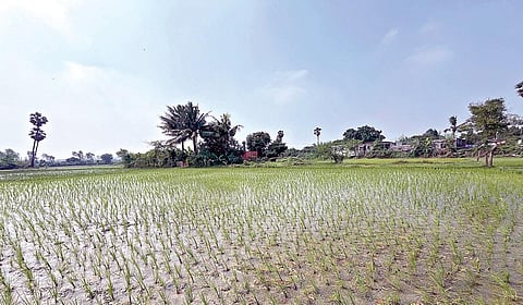 தாம்பரம் அருகே செம்பாக்கம் பகுதியில் கவுரிவாக்கம் தாங்கல் ஏரி அருகே உள்ள விவசாய நிலம். | படங்கள்: எம். முத்துகணேஷ் |