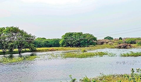 பறவைகள் இன்றி வெறிச்சோடிக் காணப்படும் சக்கரக்கோட்டை கண்மாய்.