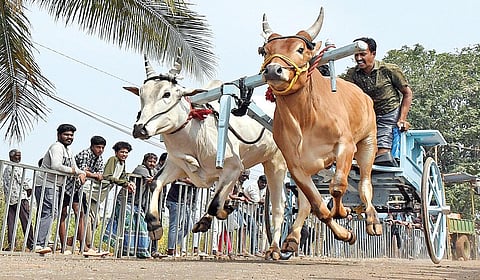 ரேக்ளா போட்டியில் சீறிப்பாய்ந்து ஓடும் காளைகள். | படம்: ஜெ.மனோகரன் |