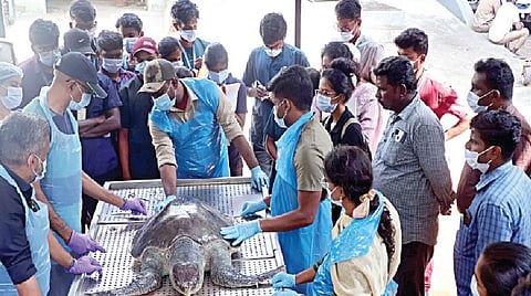 தமிழக கடலோர மாவட்டங்களைச் சேர்ந்த கள கால்நடை மருத்துவர்களுக்கு வண்டலூரில் உள்ள உயர்நிலை வன உயிரின பாதுகாப்பு நிறுவனத்தில் கடல் ஆமை பிரேத பரிசோதனை செய்வது குறித்து செயல்விளக்க பயிற்சி அளிக்கப்பட்டது.