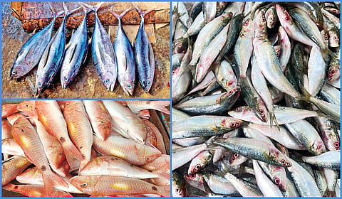 மீன்வளம் சரிந்துபோகும் துயரக் கதை | கூடு திரும்புதல் 29