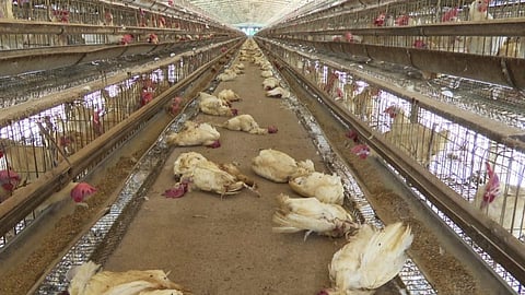 ஆந்திராவில் பறவை காய்ச்சலால் கறிக்கோழி விலை கடும் வீழ்ச்சி