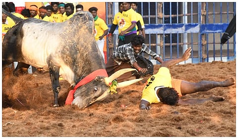 மதுரை கீழக்கரையில் 2-வது நாளாக ஜல்லிக்கட்டு: களத்தில் மிரள வைத்த காளைகளை அடக்கிய வீரர்கள்!