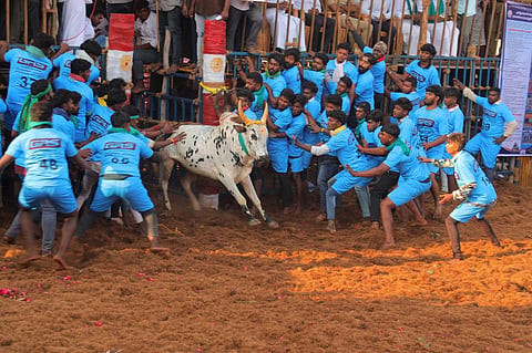 திருப்பூர் அலகுமலையில் ஜல்லிக்கட்டு கோலாகலம்: சீறும் காளைகள்; அடக்கும் காளையர்!