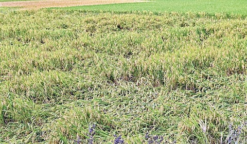 திருநெல்வேலி, தென்காசி மாவட்டங்களில் நேற்று 2-வது நாளாக மழை பெய்தது. திருநெல்வேலி அருகே உள்ள பாலாமடையில் கதிர் விட்டு அறுவடைக்கு தயாராகும் நேரத்தில் பெய்த மழையால் சாய்ந்து கிடக்கும் நெற்பயிர்கள். | படம்: மு.லெட்சுமி அருண் |
