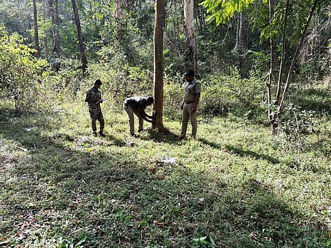 முதுமலையில் இரு புலிகள் உயிரிழப்பு எதிரொலி - கண்காணிப்பு கேமரா பொருத்தம்