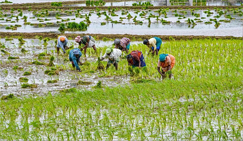 தமிழக வேளாண் பட்ஜெட் 2025 ஹைலைட்ஸ்: உழவர் நல சேவை மையங்கள் முதல் சூரியசக்தி பம்பு செட் வரை!