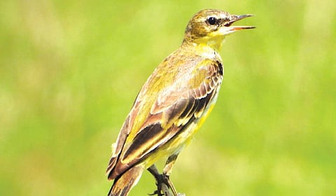 மேற்கத்திய மஞ்சள் வாலாட்டி