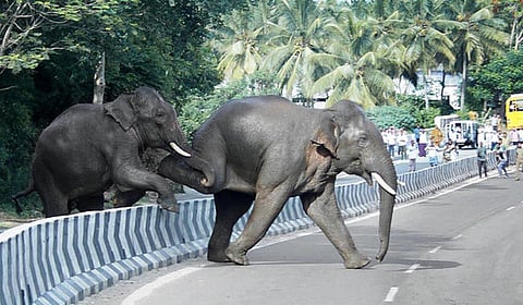 கோவையில் 4 ஆண்டுகளில் 14,962 முறை வனத்தில் இருந்து வெளியேறிய யானைகள்!