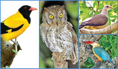 கோவையில் நில பறவைகள் கணக்கெடுப்பில் 9,033 பறவைகள் பதிவு