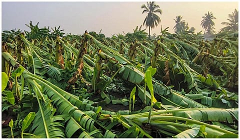 சேலம் - எடப்பாடி பகுதிகளில் சூறாவளிக் காற்றுடன் கனமழை: 5,000 வாழை மரங்கள் சேதம்