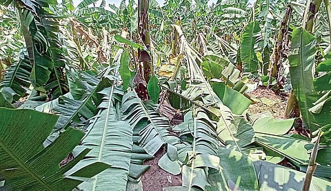 தஞ்சாவூர் மாவட்டம் கதிராமங்கலத்தில் ஒரு வயலில் முறிந்து விழுந்து சேதமடைந்துள்ள வாழை மரங்கள்.