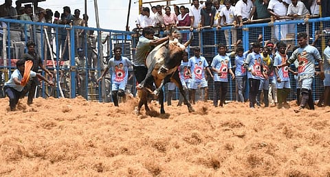 கோவையில் ஜல்லிக்கட்டு - தொடங்கி வைத்தார் அமைச்சர் செந்தில் பாலாஜி