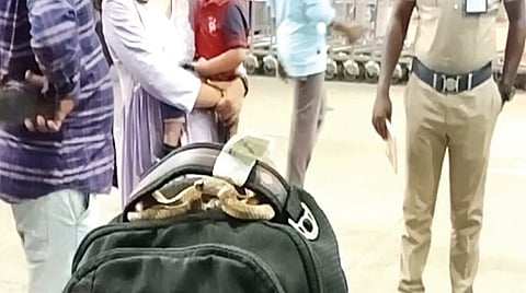 சென்னை விமான நிலையத்தில் பயணியின் டிராவல் பேக் கைப்பிடியில் சுற்றி இருந்த பாம்பு.