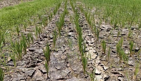 அரக்கோணம் அருகே தண்ணீரின்றி காய்ந்து வரும் நெற்பயிர்கள்!