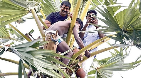 சாத்தான்குளம் அருகேயுள்ள பெரியதாழையில் பனை மரம் ஏறி, கள் இறக்கிய நாதக தலைமை ஒருங்கிணைப்பாளர் சீமான்.