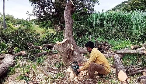 கிருஷ்ணகிரியில் சிறு, குறு விவசாயிகள் மா மரங்களை வெட்டி அகற்றுவது ஏன்?