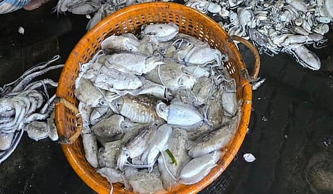 ராமேசுவரம் கடல் பகுதியில் கணவாய் மீன்கள் சீசன் தொடக்கம்