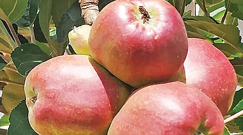 கொடைக்கானல் மேல்மலை கிராமமான கவுஞ்சியில் காய்த்து தொங்கும் ஆப்பிள்கள்