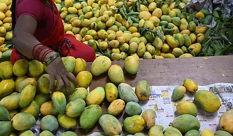 மாம்பழ விலை வீழ்ச்சி என்ன செய்யலாம்?