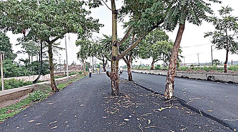 வனத்துறை, நெடுஞ்சாலைத் துறை இடையே மோதல்: ரூ.100 கோடி சாலையின் நடுவே மரங்கள்
