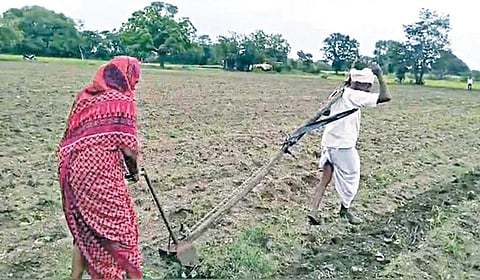 ஏழை விவசாயி தானே எருதாக மாறி மனைவியுடன் நிலத்தை உழும் அவலம்