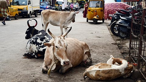 சென்னை மாநகராட்சி சார்பில் ரூ.19.44 கோடியில் 13 கால்நடை காப்பகம் கட்டும் பணி தீவிரம்