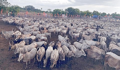 நாம் தமிழர் கட்சி சார்பில் மதுரை மாவட்டம் விராதனூரில் நேற்று நடைபெற்ற `மேய்ச்சல் நிலம் எங்கள் உரிமை' என்ற மாநாட்டுக்காக அழைத்து வரப்பட்டிருந்த மாடுகள்.