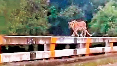 ஊட்டி அருகே பாலத்தில் நடந்து சென்ற சிறுத்தை - வாகன ஓட்டிகள் அதிர்ச்சி
