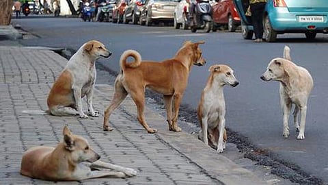பிரதிநித்துவப் படம்