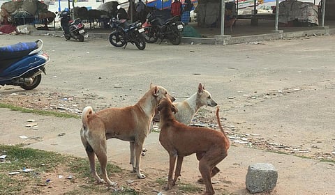 சென்னையில் தெருநாய்கள் தொல்லையை கட்டுப்படுத்த வேண்டும்: மாநகராட்சி கூட்டத்தில் கவுன்சிலர்கள் புகார்