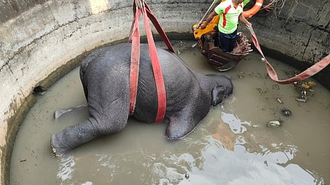 கோவை அருகே விவசாயக் கிணற்றில் தவறி விழுந்து யானை உயிரிழப்பு: ஜேசிபி மூலம் உடல் மீட்பு