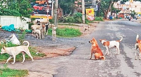 ஓசூரில் கடந்த 3 மாதங்களில் தெரு நாய்கள் கடித்து 446 பேர் பாதிப்பு!