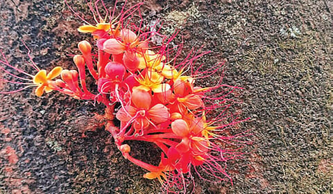 அடி மரத்திலேயே பூத்திருக்கும் அசோகம்