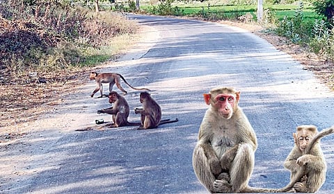 பள்ளிப்பட்டு விவசாய நிலங்கள், குடியிருப்பு பகுதிகளில் அட்டகாசம் செய்யும் குரங்குகளால் அவதி