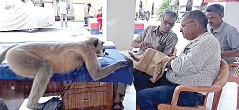 பில்சந்தா காவல் நிலையத்தில் உள்ள லங்கூர் குரங்கு.