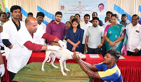 தெரு நாய்களுக்கு தடுப்பூசி திட்டத்தை சென்னை மேயர் பிரியா தொடங்கி வைத்தார்