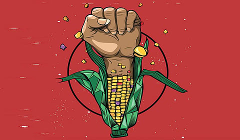 மக்காச்சோளப் புரட்சி உணர்த்தும் முக்கியப் பாடம்!