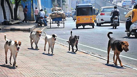 பிரதிநிதித்துவப் படம்