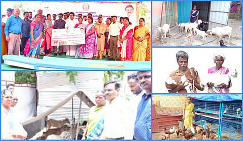 கால்நடை வளர்ப்புக்கு கைகொடுத்த பழங்குடியினர் நலத்துறை: திருவள்ளூர், காஞ்சி, செங்கை, விழுப்புரத்தில் 1,000 குடும்பங்களில் நம்பிக்கை விதை