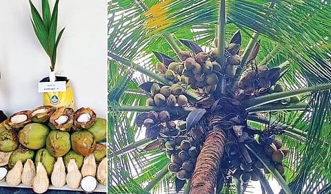புதிய தென்னை ரகம் ‘ஏஎல்ஆர்-4’