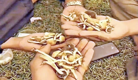 கொடைக்கானலுக்கு சுற்றுலா வந்த இளைஞர்கள் கையில் வைத்திருந்த போதை காளான்.
