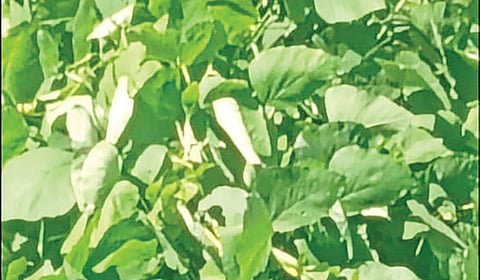 குமரி மாவட்டம் குலசேகரம் வனப்பகுதிகளில் அடர்ந்து பரந்துள்ள ``மயூக்கோனா’’ வனக்கொல்லி செடிகள் .