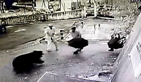 வால்பாறையில் தாக்க முயன்ற கரடியை குடையால் அடித்து விரட்டிய தொழிலாளர்கள்!