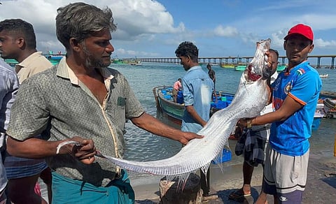 பாம்பன் மீனவர்கள் வலையில் சிக்கிய அரியவகை டூம்ஸ் டே மீன்
