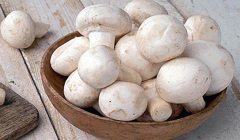 ஏஐ தொழில்நுட்பத்தில் காளான் வளர்க்க ஒரு புத்தொழில் நிறுவனம்