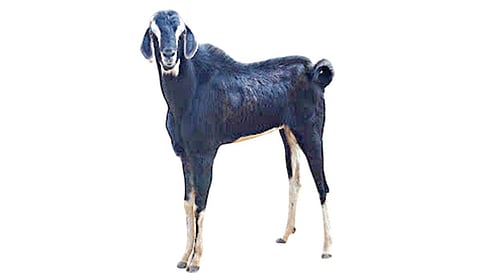வெள்ளாடு வளர்க்கலாம் வாங்க... இரட்டைக் குட்டி... இரட்டிப்பு லாபம்! | பண்ணைத் தொழில்