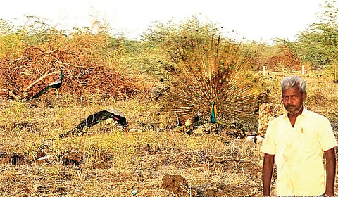 உணவருந்தி விட்டு தோகை விரித்து ஆடிய மயில். (உள்படம்) மயில்களுக்கு உணவளிக்கும் போத்திராஜ்.