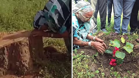 அரச மரம் வெட்டப்பட்டதால் அழுத மூதாட்டிக்கு புதிய மரக்கன்று